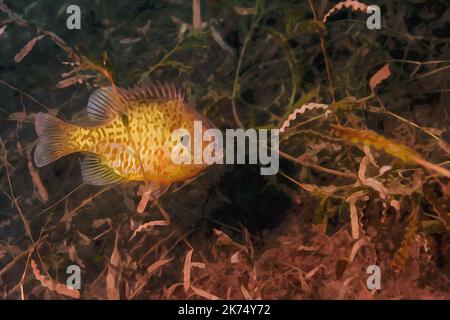 Création numérique d'une peinture aquarelle d'un poisson-soleil bleu dans un habitat naturel environnant Banque D'Images