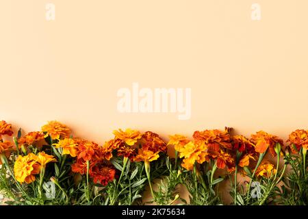 Orange fleurs marigolds sur fond orange, concept d'automne Banque D'Images