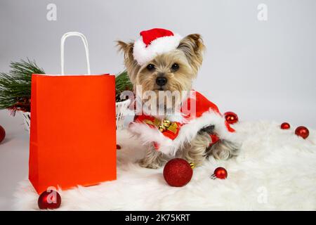 Chien terrier du Yorkshire habillé comme le père noël et sac en papier, boules de noël Banque D'Images