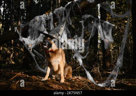 Berger allemand assis souriant et célébrant Halloween dans les bois. Le chien heureux porte un noeud rouge et un chapeau de sorcière pointu noir, toile d'araignée de décor dans aut Banque D'Images