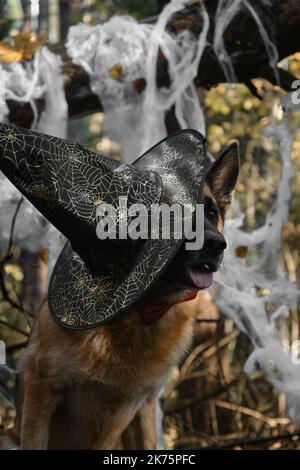 Berger allemand assis souriant et célébrant Halloween dans les bois. Le chien heureux porte un noeud rouge et un chapeau de sorcière pointu noir, toile d'araignée de décor dans aut Banque D'Images