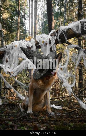 Berger allemand assis souriant et célébrant Halloween dans les bois. Le chien heureux porte un noeud rouge et un chapeau de sorcière pointu noir, toile d'araignée de décor dans aut Banque D'Images