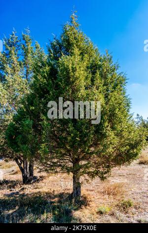 Juniperus thurifera, genévrier espagnol, est une espèce de genévrier originaire des montagnes de la Méditerranée occidentale. Guadalajara, Castilla la Ma Banque D'Images