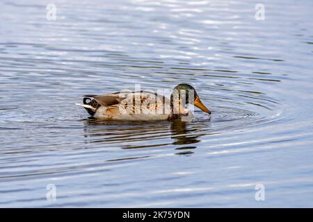 Mallard / canard sauvage (Anas platyrhynchos) mâle / drake dans le plumage eclipse nageant dans le lac à la fin de l'été en septembre Banque D'Images