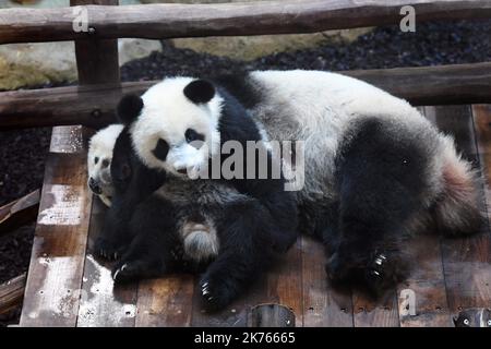 Le bébé panda géant 'Yuan Meng' lors de sa cérémonie d'anniversaire au ZooParc de Beauval à Saint-Aignan, France, le 4 août 2018. Banque D'Images