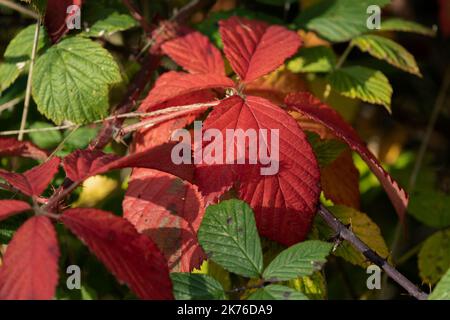 À l'automne, les feuilles de broussailles et d'arbustes de Brumble deviennent rouge vif avant d'être déposées pour l'hiver. Des couleurs éclatantes, connues sous le nom de sénescence, Banque D'Images