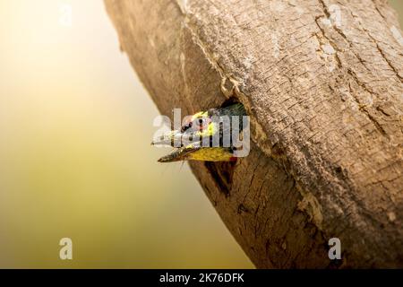 Barbet Coppermith (Psilopogon hamacephalus) Banque D'Images