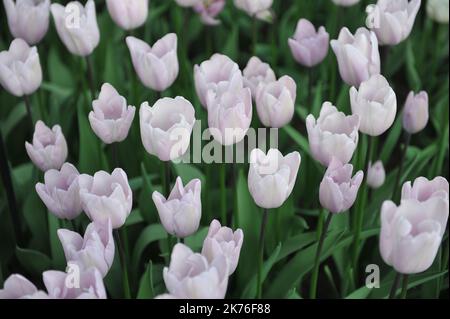 Rose très clair, fondu à blanc tulipes de Triumph (Tulipa) fleur de nuages d'argent dans un jardin en mars Banque D'Images