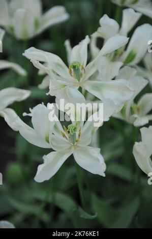 Tulipes Viridiflora blanches et vertes (Tulipa) Printemps fleurs vertes dans un jardin en avril Banque D'Images