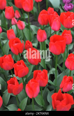 Tulipes rouges (Tulipa) Spryng fleurissent dans un jardin en mars Banque D'Images