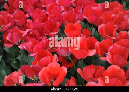 Tulipes rouges (Tulipa) Spryng fleurissent dans un jardin en avril Banque D'Images