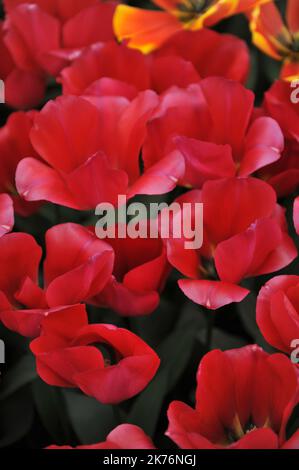 Tulipes de Triumph rouge (Tulipa) le Tide de Spryng fleurit dans un jardin en avril Banque D'Images