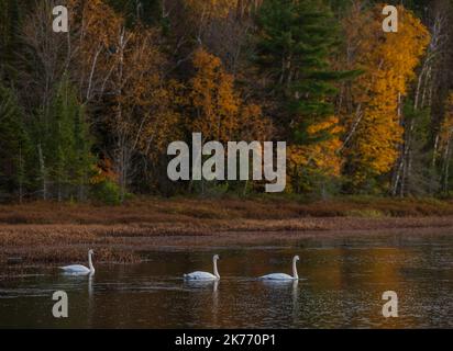 Cygnes trompettes sur le lac Little Clam, dans le nord du Wisconsin. Banque D'Images