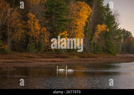 Cygnes trompettes sur le lac Little Clam, dans le nord du Wisconsin. Banque D'Images