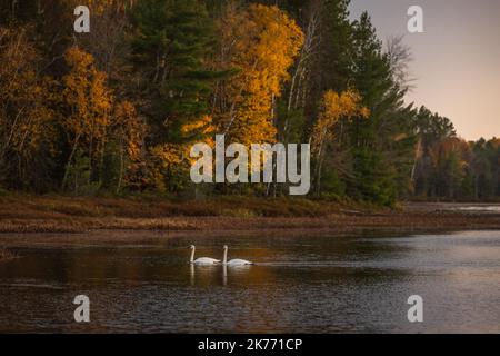 Cygnes trompettes sur le lac Little Clam, dans le nord du Wisconsin. Banque D'Images