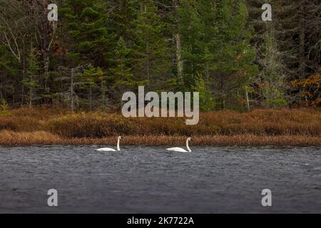 Cygnes trompettes sur le lac Little Clam, dans le nord du Wisconsin. Banque D'Images