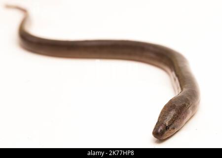 Anguille de marais asiatique (Monopterus albus) isolée sur fond blanc Banque D'Images