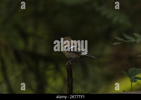 Un gros plan d'un chaffinch femelle commun perché sur une branche. Coelebs de Fringilla. Banque D'Images