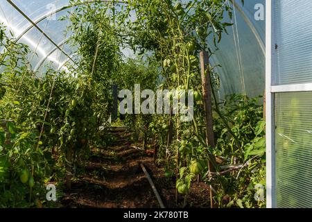 serre dans le jardin. Plantation de tomates vertes. Agriculture biologique. À l'intérieur de la serre Banque D'Images