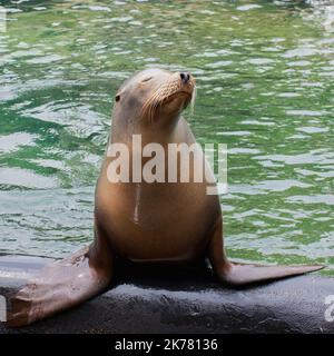 Le lion de mer pose pour des portraits devant les gens Banque D'Images