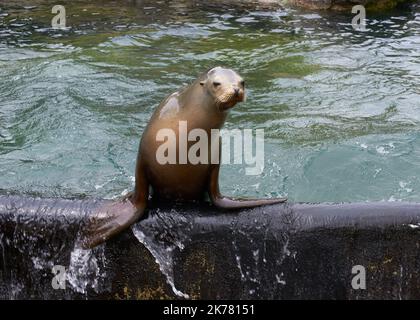 Le lion de mer pose pour des portraits devant les gens Banque D'Images