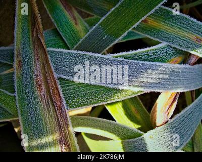 Yucca carolingien yucca filamentosa - feuilles couvertes de rime d'hiver Banque D'Images