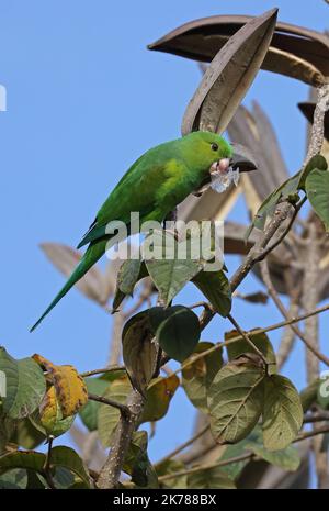 Plaine Parakeet (Brotogeris tirica) adulte perchée dans des graines d'arbre mangeant Sao Paulo, Brésil. Juillet Banque D'Images