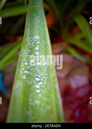 Les feuilles du jardin carolingien yucca couvertes de gouttes d'eau (Yucca filamentosa) Banque D'Images