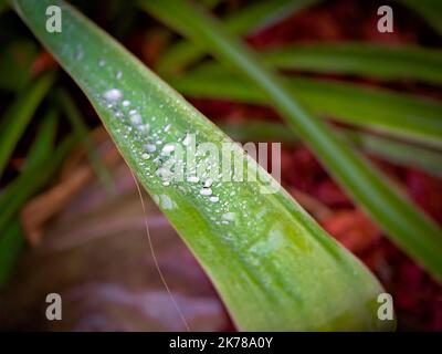 Les feuilles du jardin carolingien yucca couvertes de gouttes d'eau (Yucca filamentosa) Banque D'Images