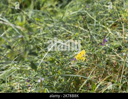 Gros plan de papillon brun de mur (Lasiommata megera) reposant sur des pierres de galets gris chaudes Banque D'Images