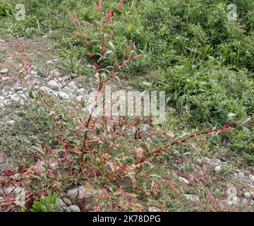 Gros plan d'un poivre à tige rouge (persicaria hydropiper) Banque D'Images