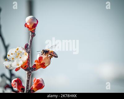 Pollinisation des fleurs en fleurs par les abeilles Banque D'Images