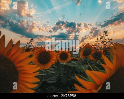 Tournesols sur le terrain pendant le coucher du soleil Banque D'Images