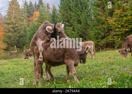 Pâturage de la vache dans le pâturage de montagne Banque D'Images