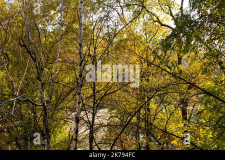 Arbres avec feuilles jaunrées dans la forêt d'automne. Branches d'un bouleau à feuilles jaunes. Magnifique paysage d'automne. Or orange saison nature. Banque D'Images