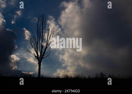 Silhouette noire d'un arbre flétrisé. Une silhouette noire sinistre dans la fumée sombre contre le ciel nocturne. Un magnifique fond pour un Halloween effrayant Banque D'Images