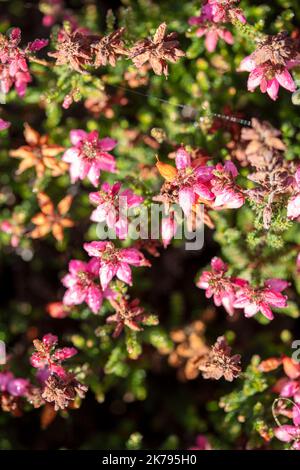 Petite Erica ciliaris 'Château de Corfe', Dorset heath 'Château de Corfe' fleurs et feuillage en gros plan, portrait naturel des plantes Banque D'Images