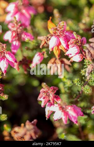 Petite Erica ciliaris 'Château de Corfe', Dorset heath 'Château de Corfe' fleurs et feuillage en gros plan, portrait naturel des plantes Banque D'Images