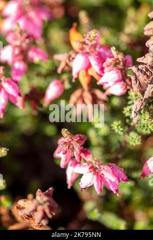 Petite Erica ciliaris 'Château de Corfe', Dorset heath 'Château de Corfe' fleurs et feuillage en gros plan, portrait naturel des plantes Banque D'Images