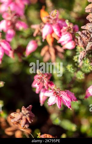 Petite Erica ciliaris 'Château de Corfe', Dorset heath 'Château de Corfe' fleurs et feuillage en gros plan, portrait naturel des plantes Banque D'Images