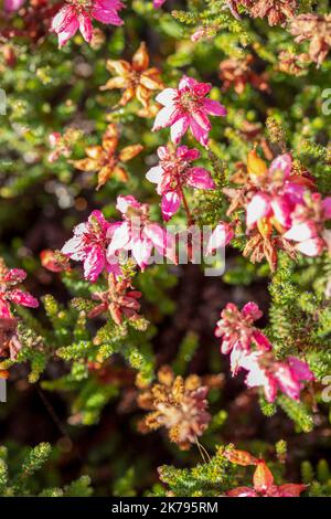 Petite Erica ciliaris 'Château de Corfe', Dorset heath 'Château de Corfe' fleurs et feuillage en gros plan, portrait naturel des plantes Banque D'Images