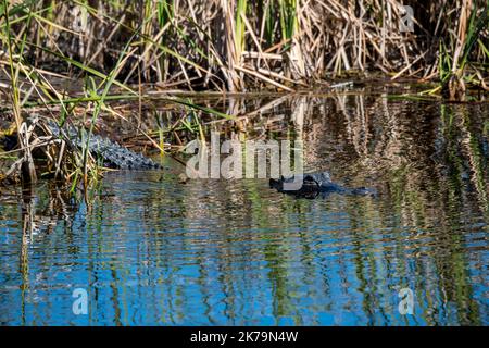 Ochoee, Floride. L'alligator américain 'Alligator mississippiensis' se dirigeant dans l'eau dans un marais des Everglades. Banque D'Images