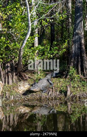 Ochoee, Floride. Alligator américain 'Alligator mississippiensis' se faisant bronzer sur les rives d'un marais dans les everglades. Banque D'Images