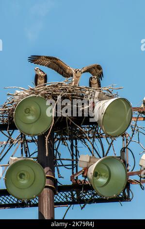 Roseville, Minnesota. Une paire de bébé Osprey's , Pandion haliatus avec une femelle adulte dans le nid. L'un testant ses ailes pour se préparer à la fuite bientôt. Banque D'Images