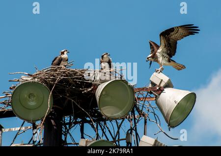 Roseville, Minnesota. Une paire de bébé Osprey's , Pandion haliatus regarder comme les terres femelles sur le nid. Banque D'Images