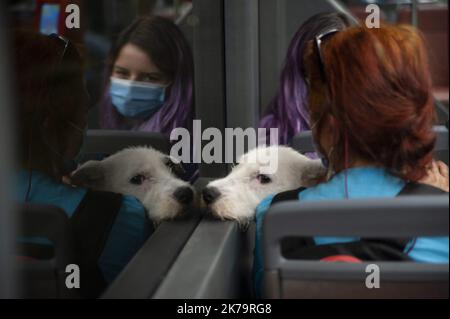 Â©Nicolas Landemard / le Pictorium / MAXPPP - Nicolas Landemard / le Pictorium - 27/05/2020 - Belgique / Bruxelles / Bruxelles - un chien dans un bus. / 27/05/2020 - Belgique / Bruxelles / Bruxelles - Un chien dans un bus. Banque D'Images