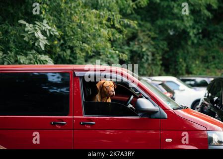 Le chien a coincé sa tête hors de la vitre de la voiture Banque D'Images