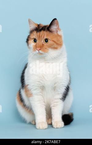 Portrait d'un chat tricolore bien nourri sur fond bleu. La photo a été prise en studio, gros plan Banque D'Images