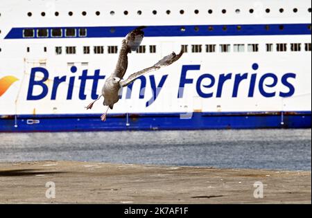 ©PHOTOPQR/LE TÉLÉGRAMME/NICOLAS CREACH ; ; ; 31/07/2020 ; PHOTO NICOLAS CREACH / LE TÉLÉGRAMME. Roscoff ( 29 ) Britany Ferries LE 14082020 les derniers parties des bateaux de la Britany Ferries vers l'Angleterre avant la mise en place d'une quatordaine pour toutes les personnes entrant sur le territoire britannique qui commencent à partir de la partie du Samedi 15 Aout à 6 H du matin. Départ de Britany Ferries en Angleterre les personnes entrant en territoire britannique à partir de samedi 15 août à 6 heures seront dans la quinzaine. Roscoff sur 14 août 2020 Banque D'Images