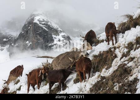 ©PHOTOPQR/LE DAUPHINE/Thierry GUILLOT ; Saint-Colomban-des-Villards ; 28/09/2020 ; photo : Thierry Guillot. 28 septembre 2020 . Savoie. Saint Colomban-des-Villards. 6000 moutons et plus de 100 chasses bloqués par la neige en alpage au col du Glandon. - France Savoie. Saint Colomban-des-Villards. 6 000 moutons et plus de 100 vaches échoués dans la neige dans les pâturages de montagne au Col du Glandon septembre 28 2020 Banque D'Images